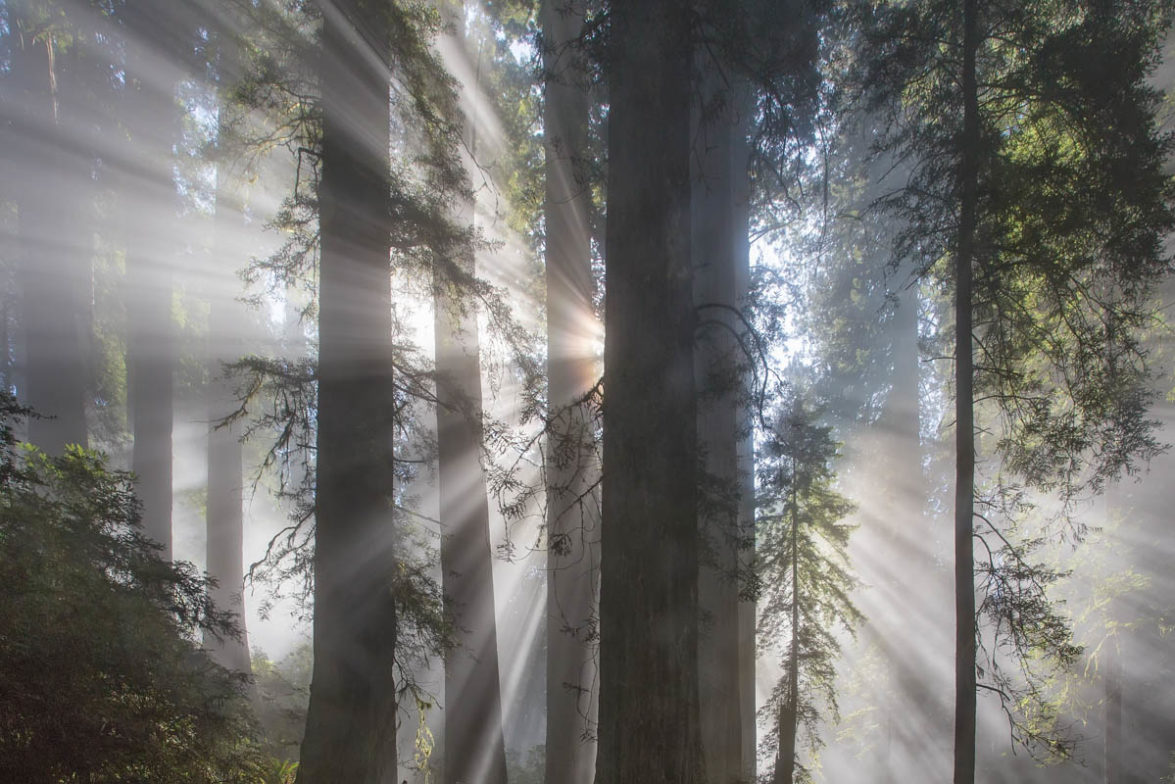 _Y0A8486 Sun Beams through Coastal Redwoods 10.5 x 7 Print print