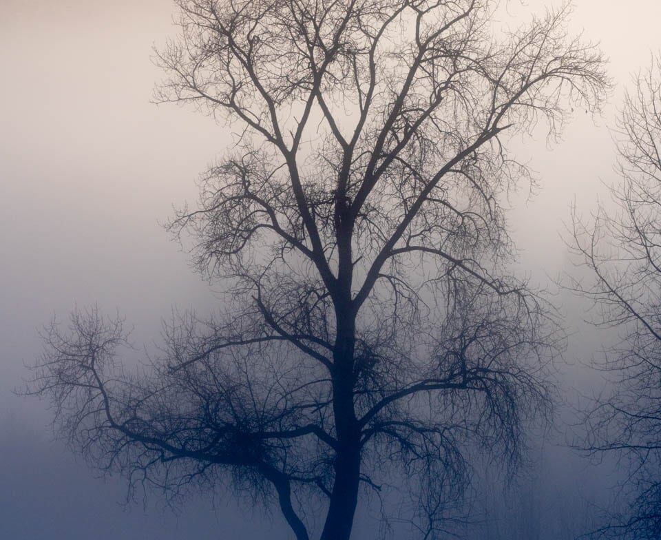 Dennis Oliver Photography - Landscapes - Trees 2